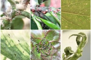 Collage of six common types of houseplant bugs