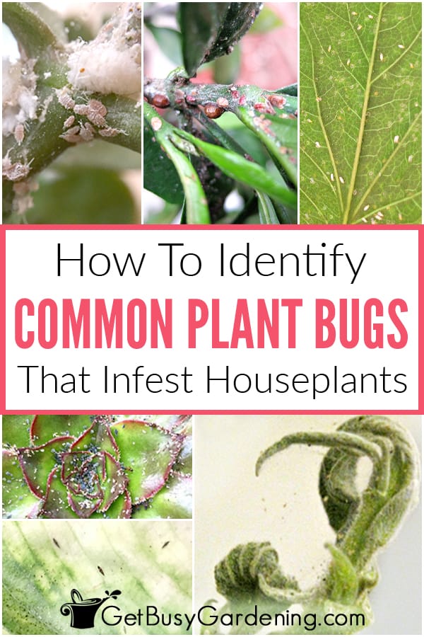 How to identify common plant bugs that infest houseplants