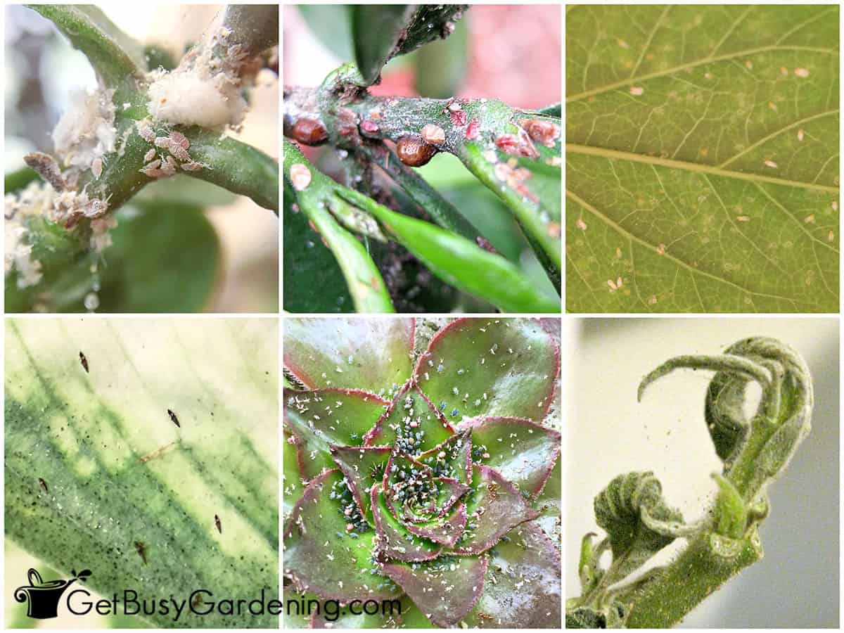 Collage of six common types of houseplant bugs