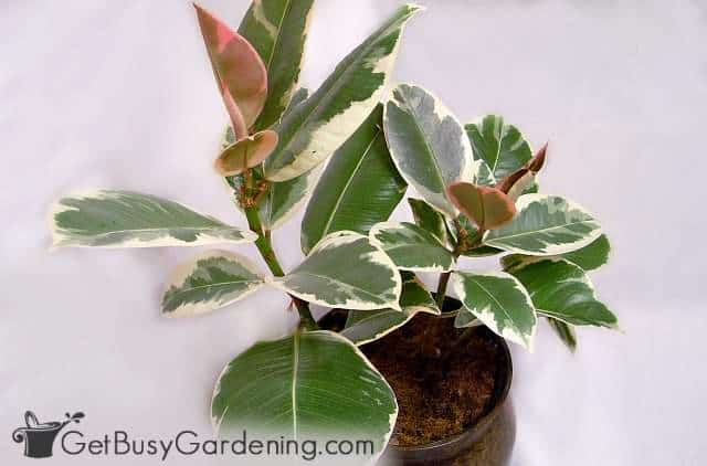 White and green variegated Ficus elastica