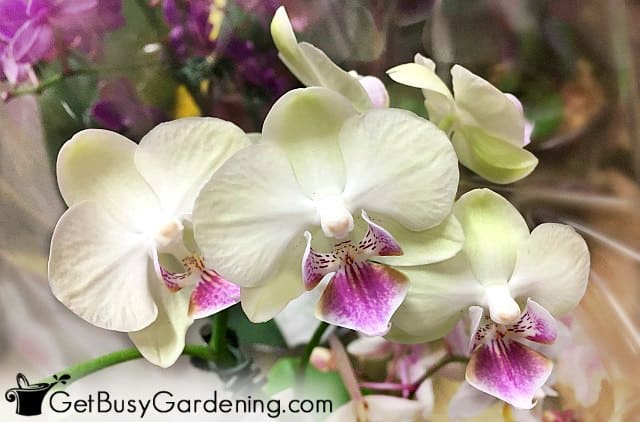 White and purple orchid flowers