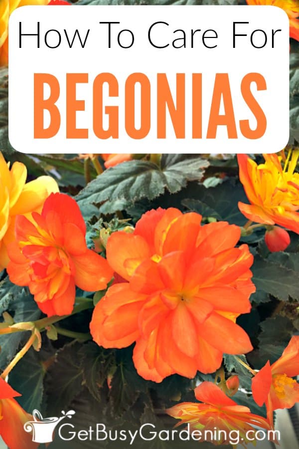 How To Care For Begonias