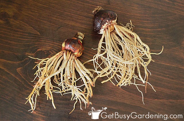 Clean bare root amaryllis bulbs before placing in water