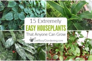 15 Easy Indoor Plants That Anyone Can Grow