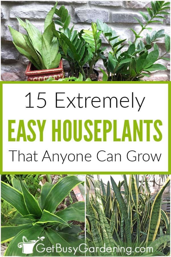 15 Extremely Easy Houseplants That Anyone Can Grow