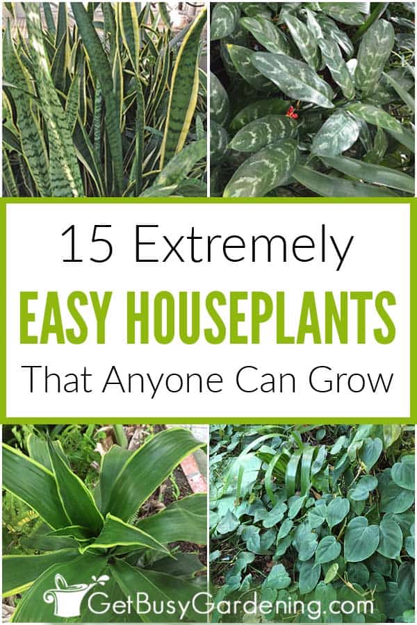 15 Extremely Easy Houseplants That Anyone Can Grow