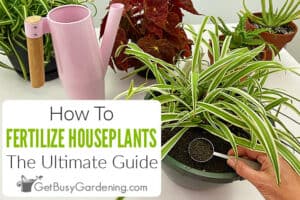 How To Fertilize Houseplants: The Ultimate Guide