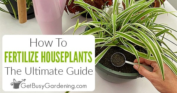 How To Fertilize Houseplants The Ultimate Guide Get Busy Gardening