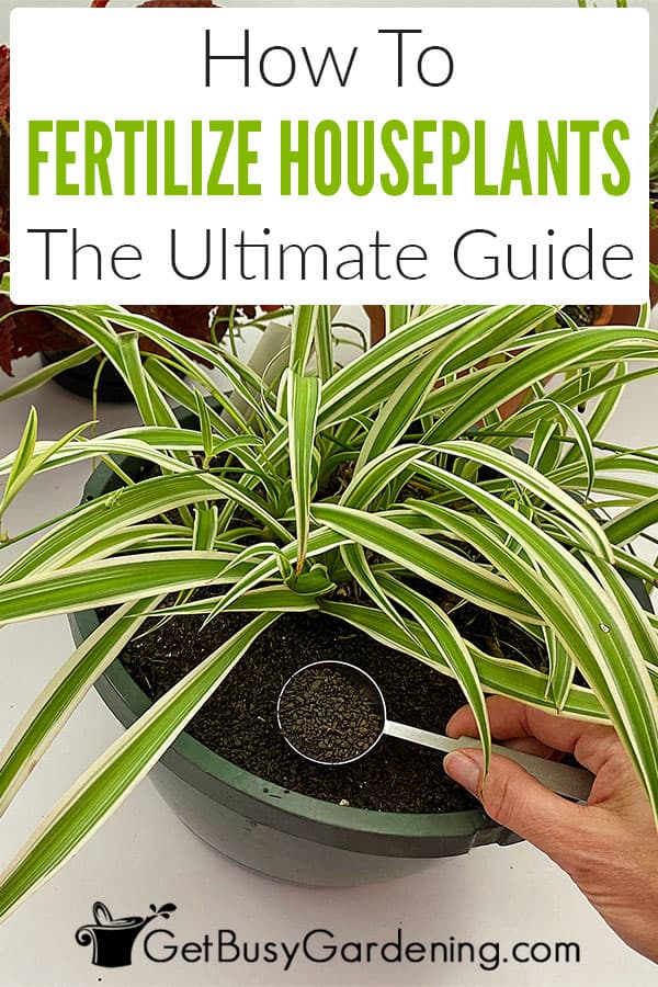 How To Fertilize Houseplants: The Ultimate Guide