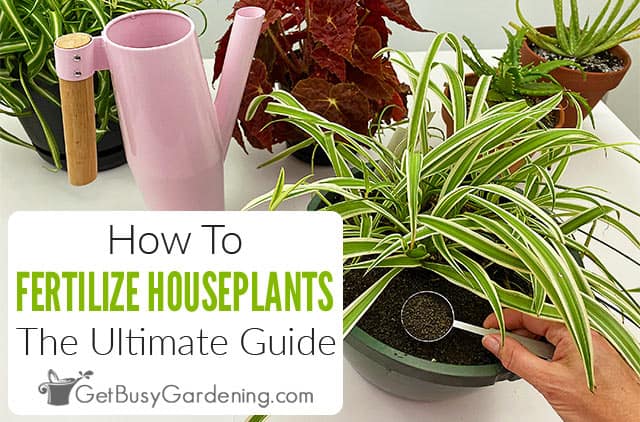 How To Fertilize Houseplants: The Ultimate Guide