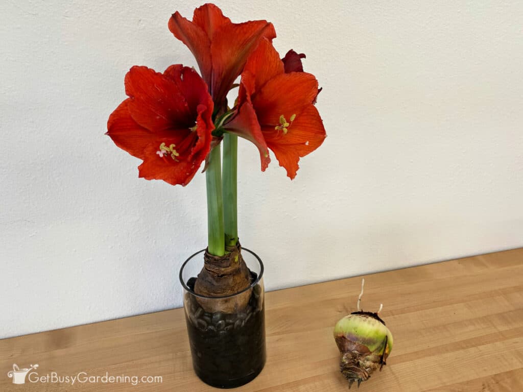 How To Grow Amaryllis In Water In 8 Easy Steps Get Busy Gardening