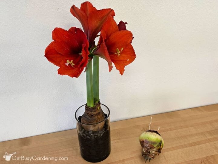 How To Grow Amaryllis In Water In 8 Easy Steps - Get Busy Gardening