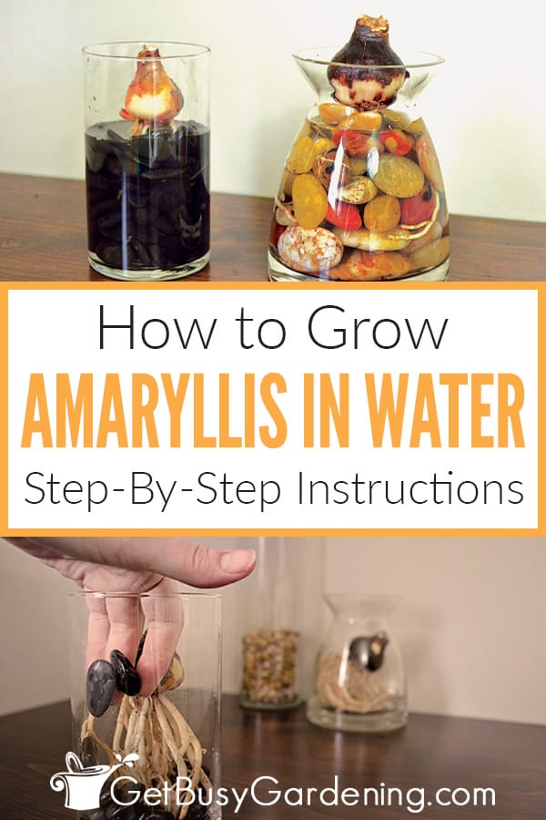 How To Grow Amaryllis In Water: Step-By-Step Instructions