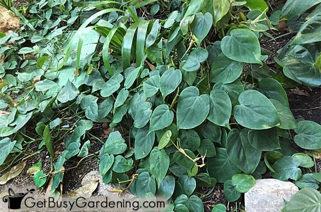 Heart leaf philodendron plant