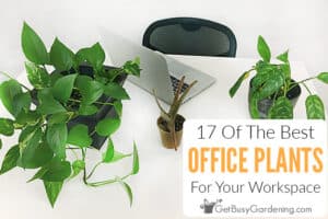 17 Of The Best Office Plants For Your Workspace