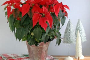 Beautiful red Christmas poinsettia plant