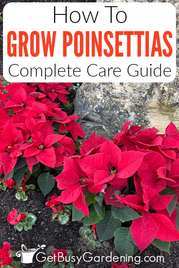 How To Grow Poinsettias Complete Care Guide