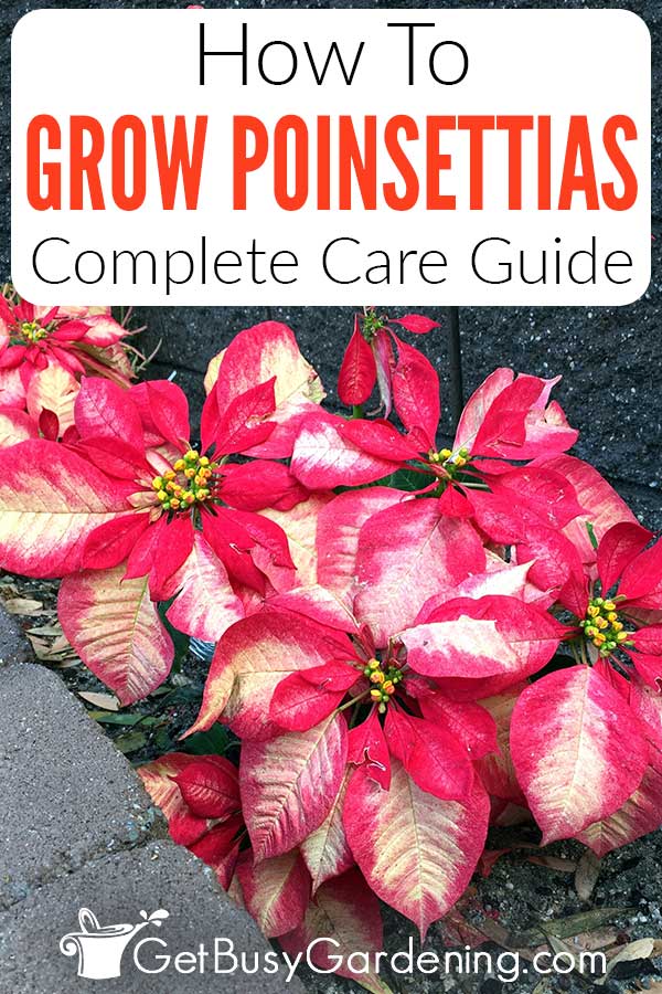 How To Grow Poinsettias Complete Care Guide