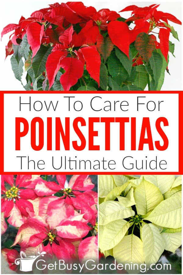 How To Care For Poinsettias The Ultimate Guide