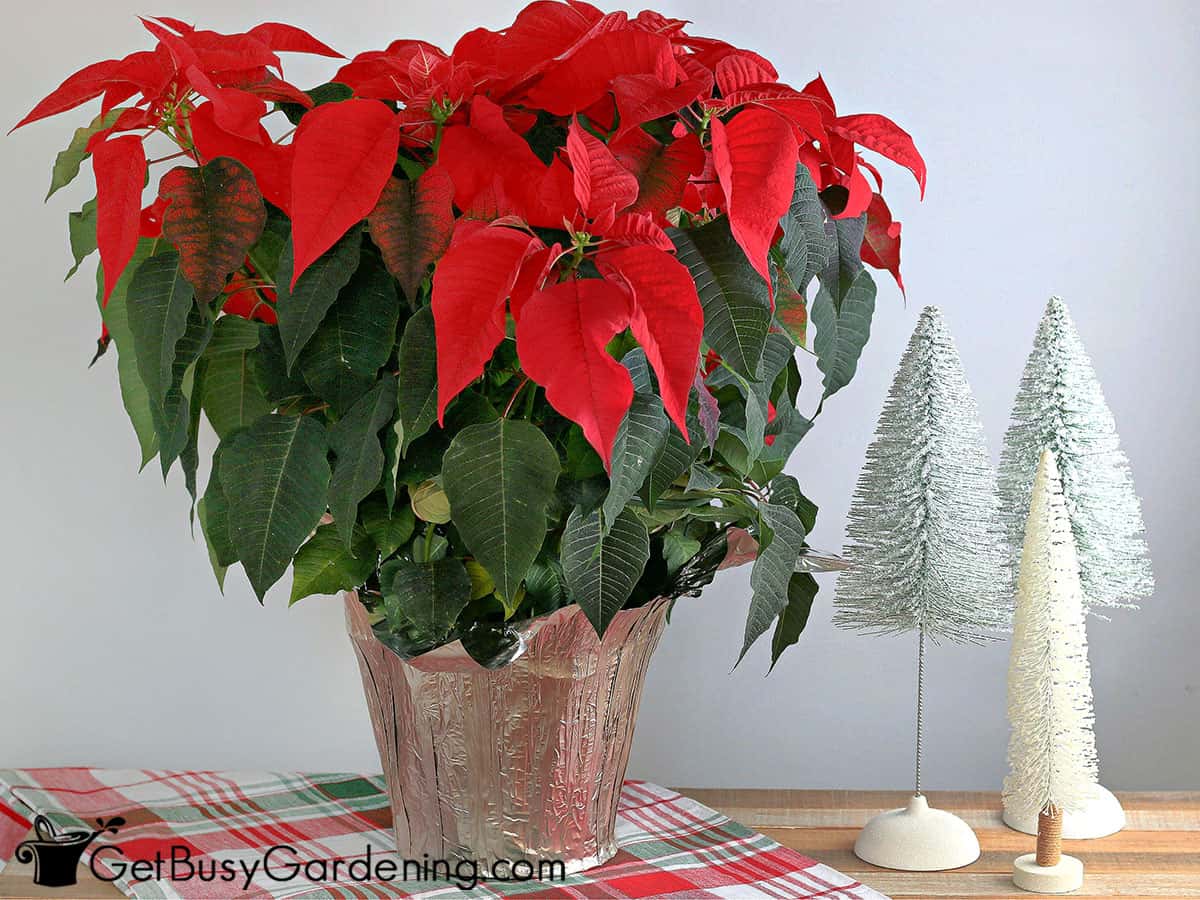 Beautiful red Christmas poinsettia plant