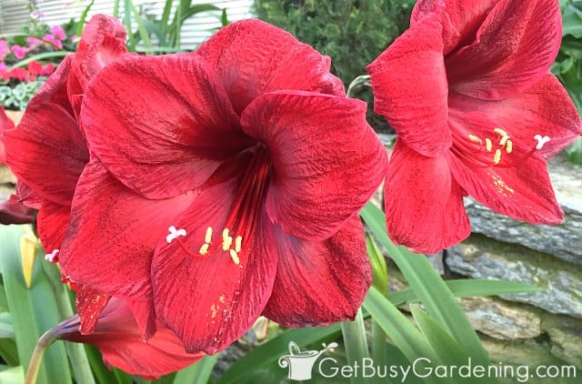 Red amaryllis flowers