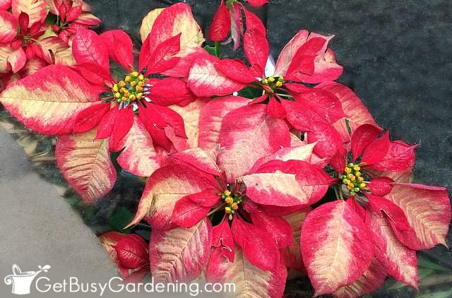Red and white variegated poinsettia plants