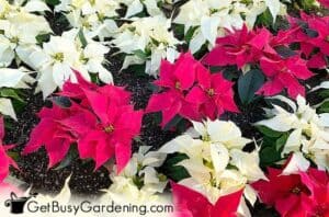 Poinsettia Plant Care Guide: How To Grow Euphorbia Pulcherrima