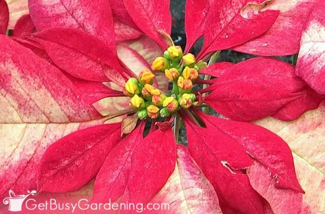 Small yellow poinsettia flowers in bloom