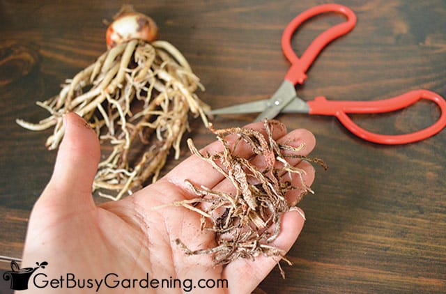 Trimming dead roots from amaryllis bulbs