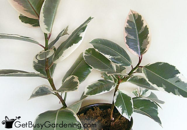 Variegated rubber plant