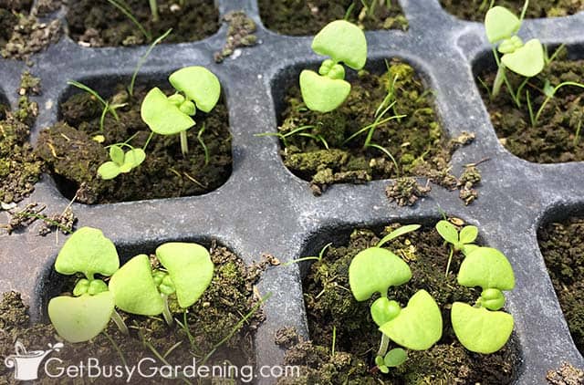 Baby basil seedlings germinating