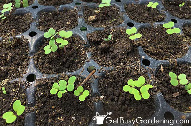 Baby broccoli seedlings germinating