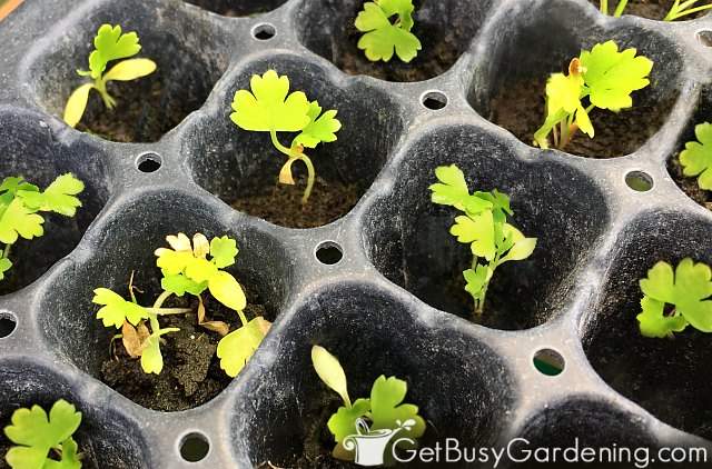 Baby parsley seedlings germinating