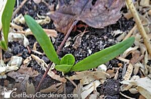 Growing Spinach From Seed: Complete How To Guide - Get Busy Gardening