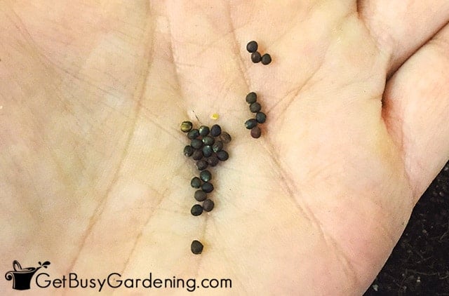 Broccoli seeds in my hand ready to plant
