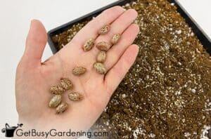 How To Germinate & Grow Castor Beans From Seed