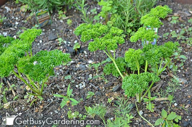 Curly parsley seedlings in the garden