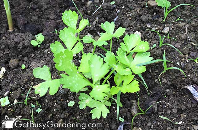 Flat leaf parsley seedlings in the garden