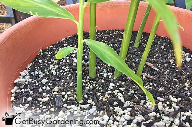Ginger plant stems sprouting out of the soil