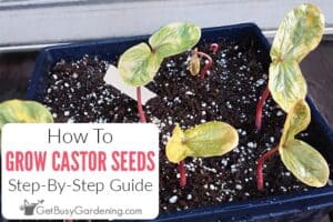 How To Grow Castor Beans From Seed
