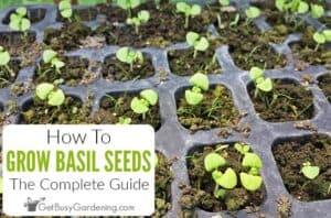 Growing Basil From Seed - The Ultimate Guide - Get Busy Gardening