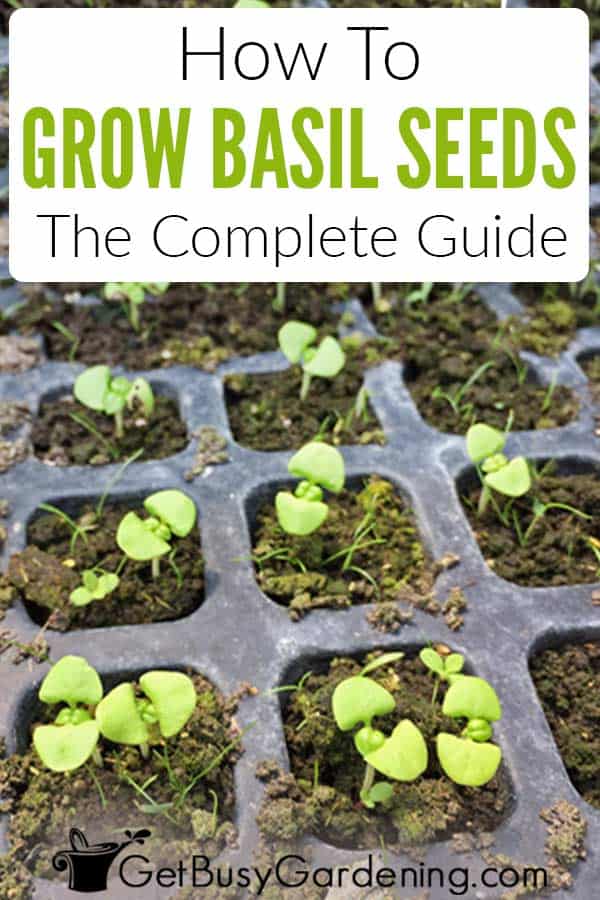 Growing Basil From Seed The Ultimate Guide Get Busy Gardening