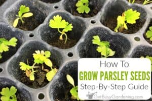 How To Grow Parsley From Seed: Step-By-Step