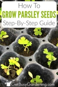 How To Grow Parsley From Seed: Step-By-Step - Get Busy Gardening