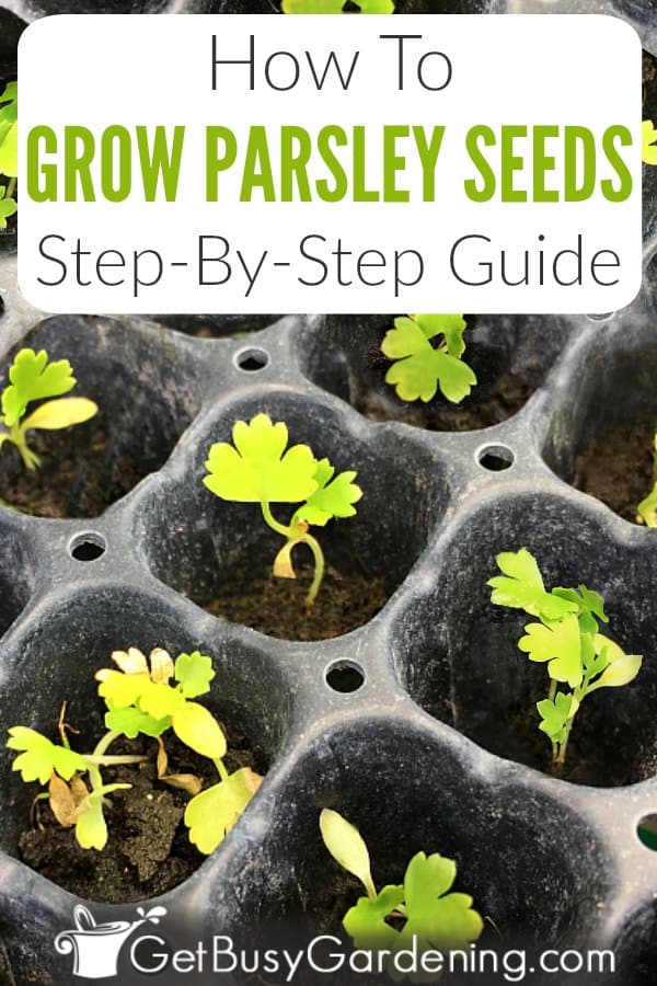 How to grow parsley seeds: step-by-step guide