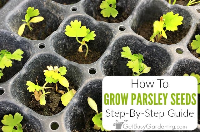 How To Grow Parsley From Seed: Step-By-Step