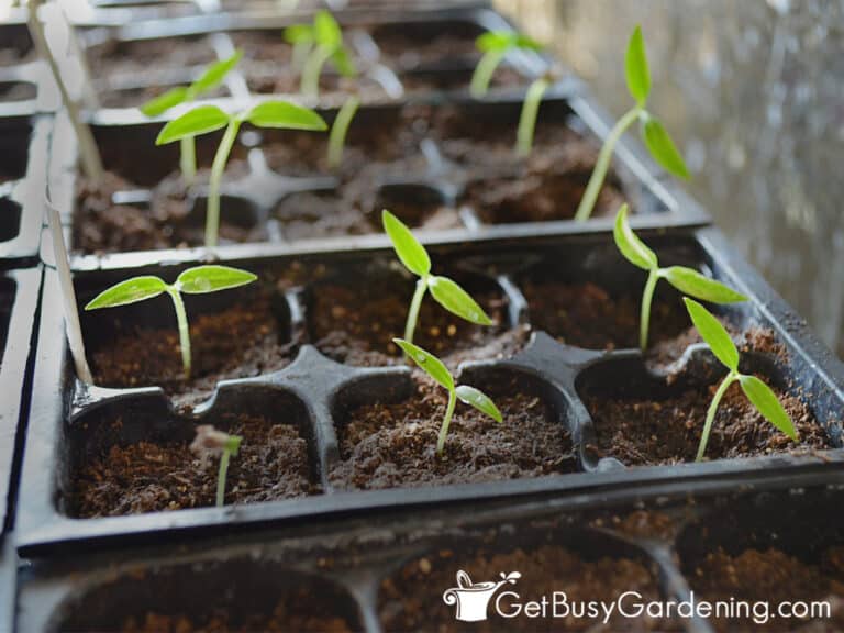 Growing Peppers From Seed: The Complete How To Guide - Get Busy Gardening