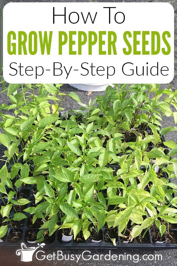 How To Grow Pepper Seeds Step-By-Step Guide