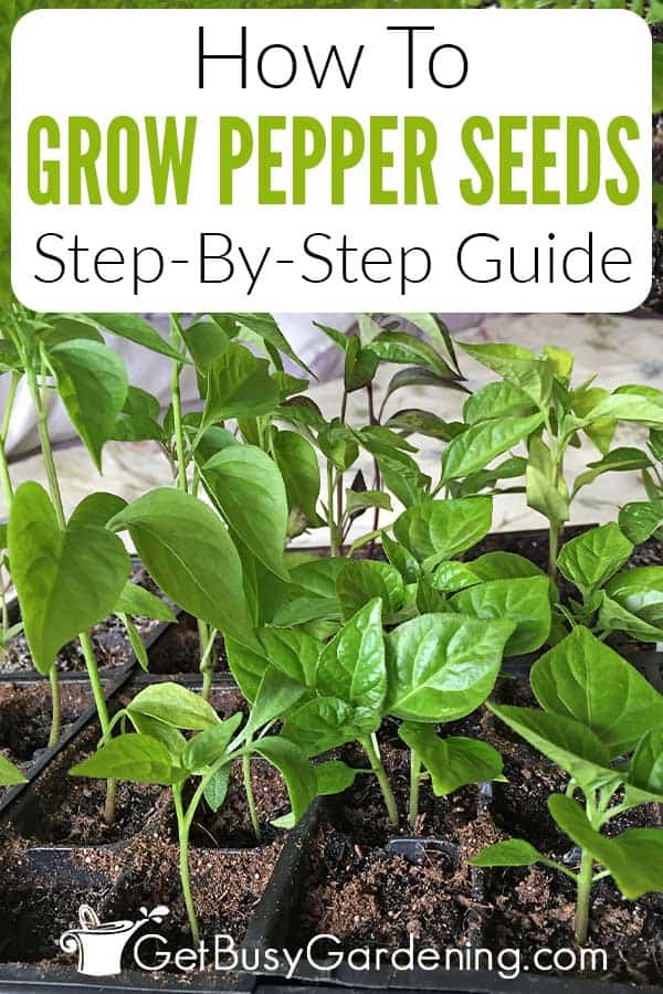 How To Grow Pepper Seeds Step-By-Step Guide