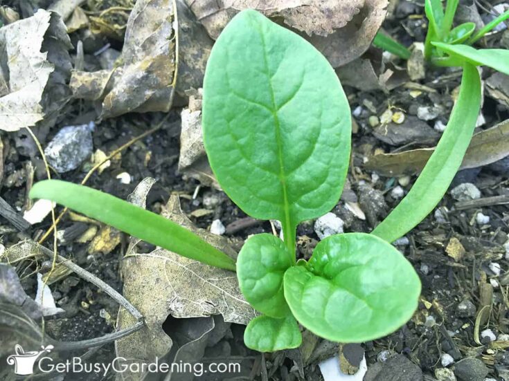 Small spinach plant growing from seed